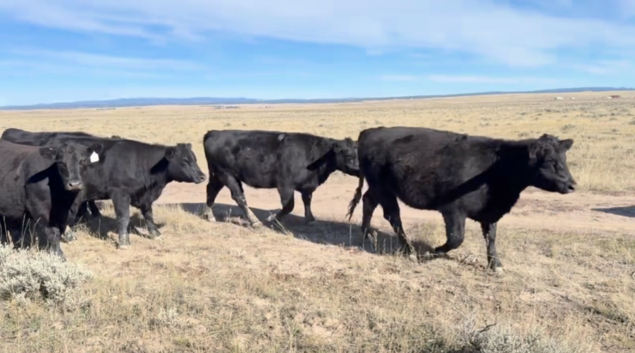 FANCY, 1 iron, 1050 lb bred heifers, can be Registered!- BH1024B5